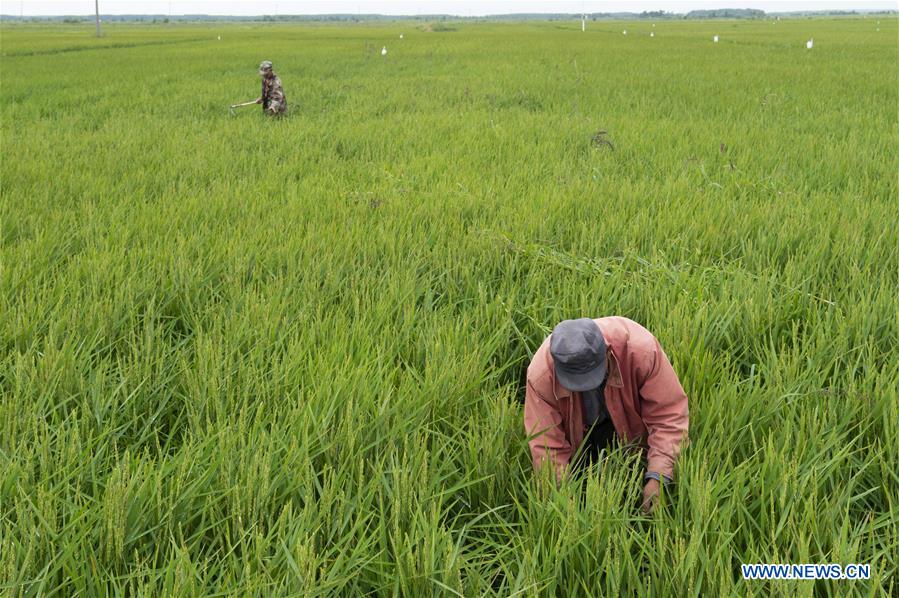 CHINA-HEILONGJIANG-FUYUAN-PADDY FIELD(CN)