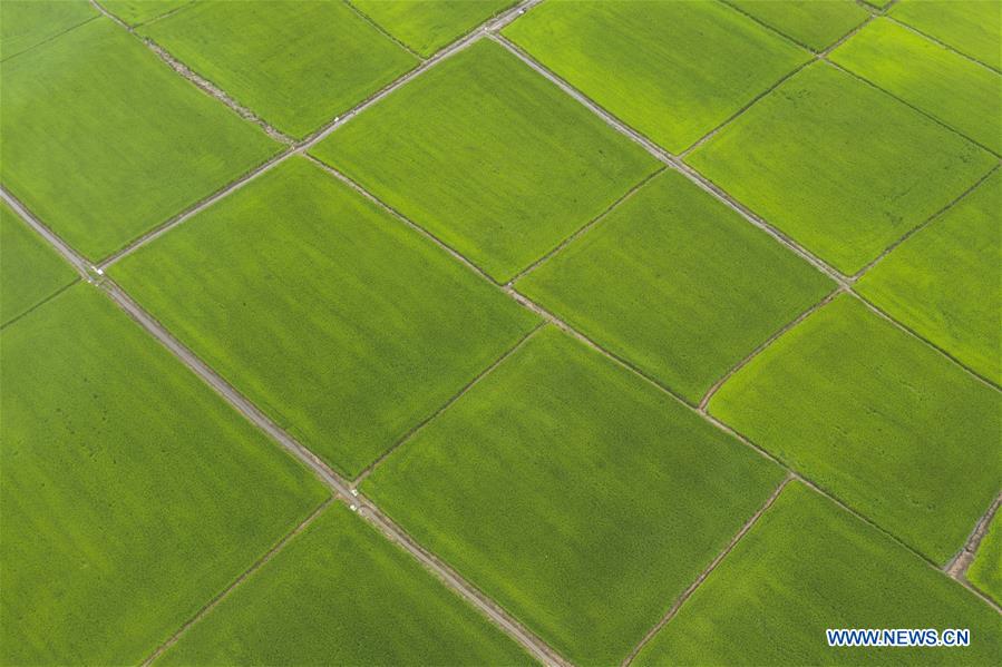 CHINA-HEILONGJIANG-FUYUAN-PADDY FIELD(CN)