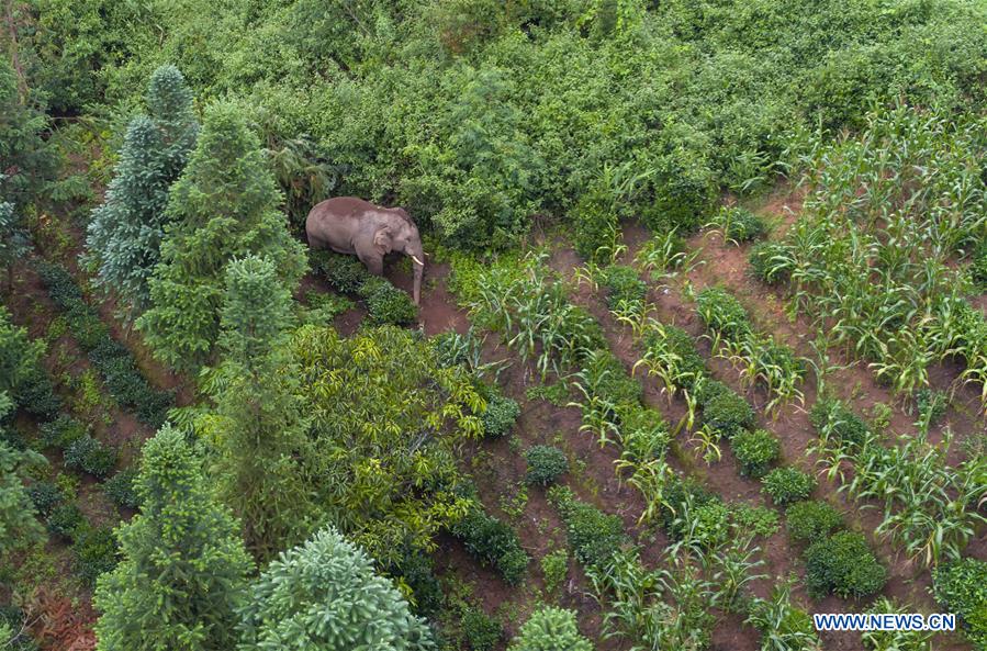 CHINA-YUNNAN-WILD ASIAN ELEPHANT-TRACKER (CN)