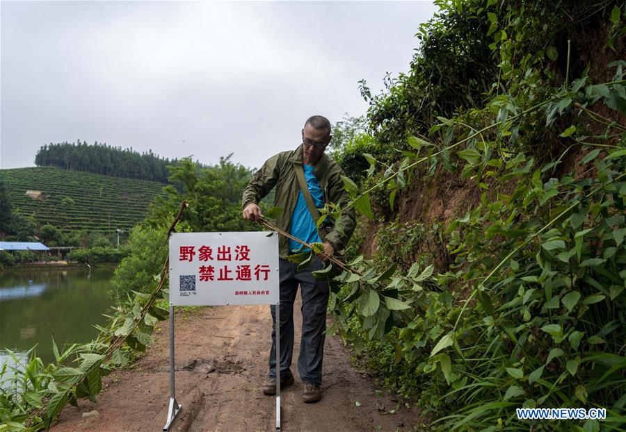 CHINA-YUNNAN-WILD ASIAN ELEPHANT-TRACKER (CN)