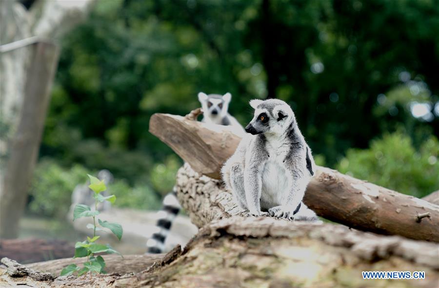 CHINA-SHANGHAI-HOT WEATHER-ANIMAL(CN)