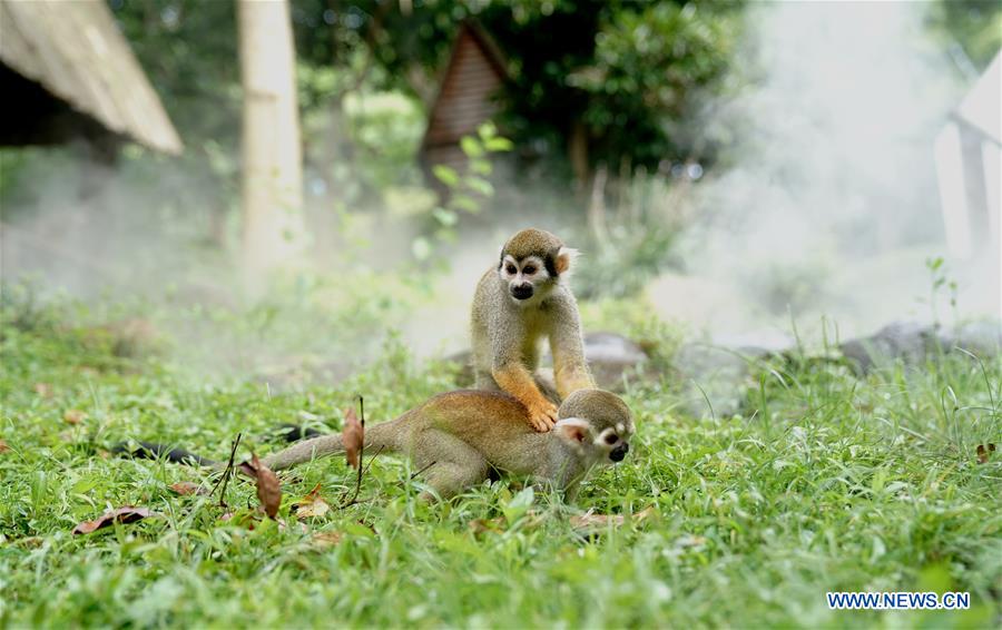 CHINA-SHANGHAI-HOT WEATHER-ANIMAL(CN)