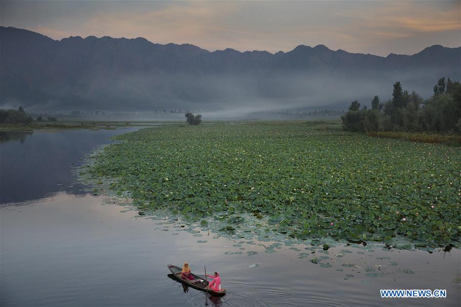 KASHMIR-SRINAGAR-LOTUS FLOWERS 