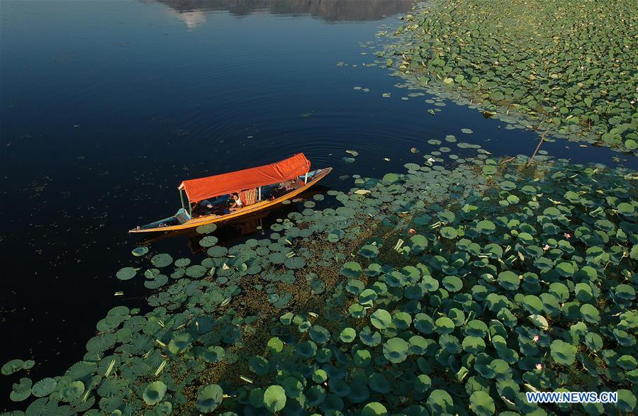 KASHMIR-SRINAGAR-LOTUS FLOWERS 