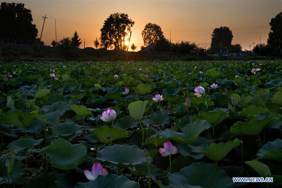 KASHMIR-SRINAGAR-LOTUS FLOWERS 