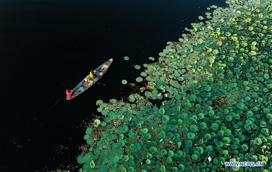 KASHMIR-SRINAGAR-LOTUS FLOWERS 