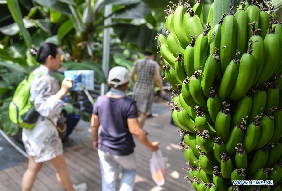 CHINA-JILIN-AGRICULTURE-TROPICAL FRUITS (CN)