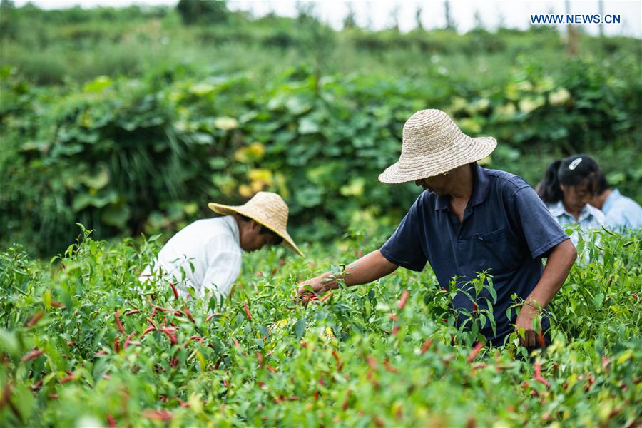 CHINA-GUIZHOU-ZUNYI-CHILI-HARVEST (CN)