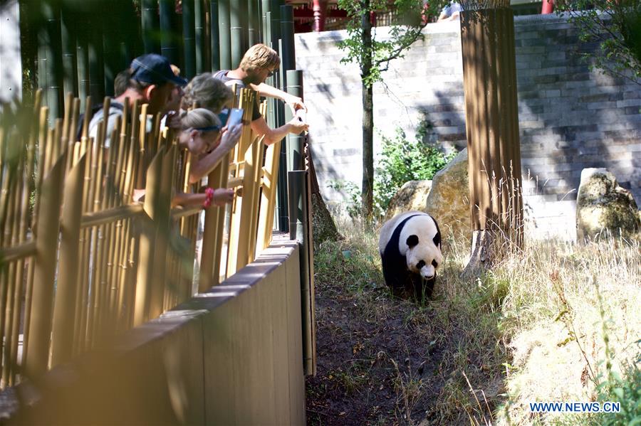 NETHERLANDS-RHENEN-GIANT PANDA