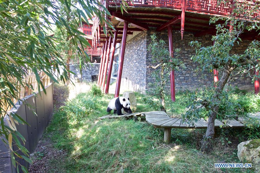 NETHERLANDS-RHENEN-GIANT PANDA