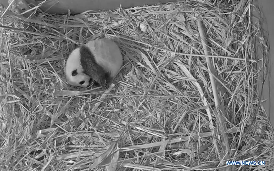 NETHERLANDS-RHENEN-GIANT PANDA