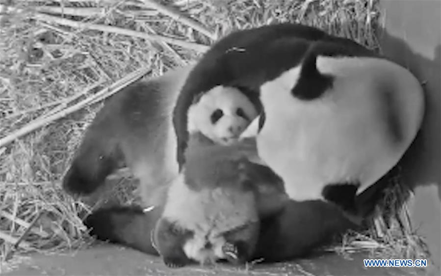 NETHERLANDS-RHENEN-GIANT PANDA