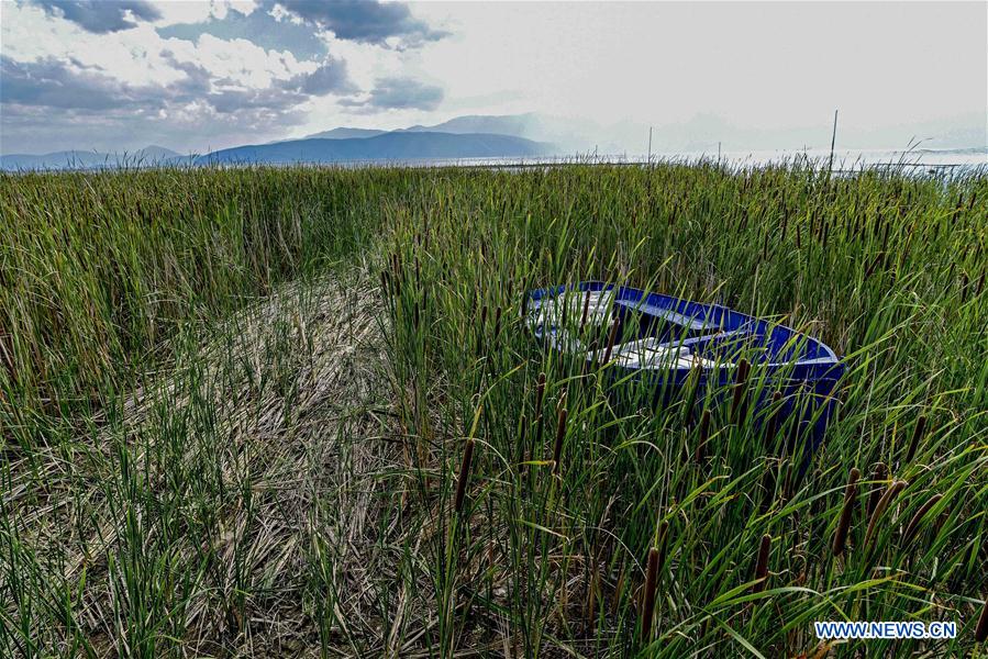 NORTH MACEDONIA-PRESPA LAKE-MIGRATING BIRDS