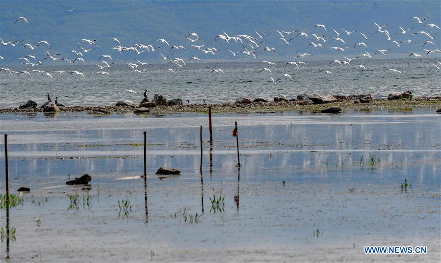 NORTH MACEDONIA-PRESPA LAKE-MIGRATING BIRDS