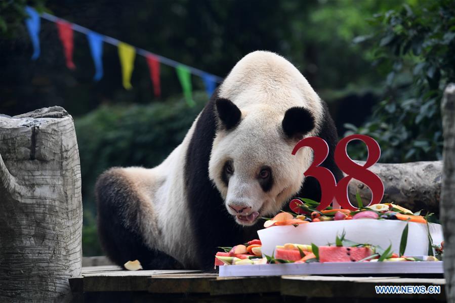 CHINA-CHONGQING-OLDEST CAPTIVE GIANT PANDA-BIRTHDAY (CN)