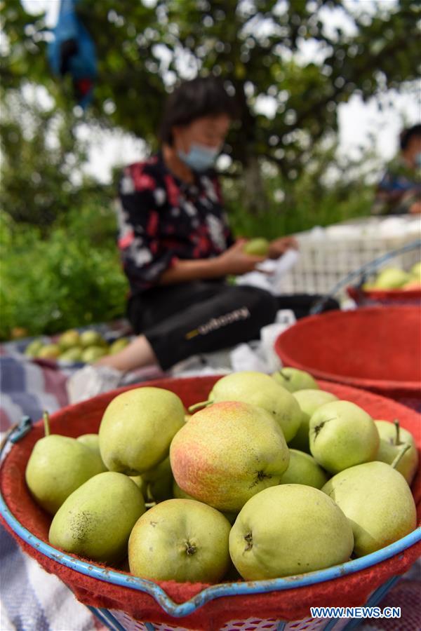 CHINA-XINJIANG-KORLA-FRAGRANT PEAR-SALES (CN)