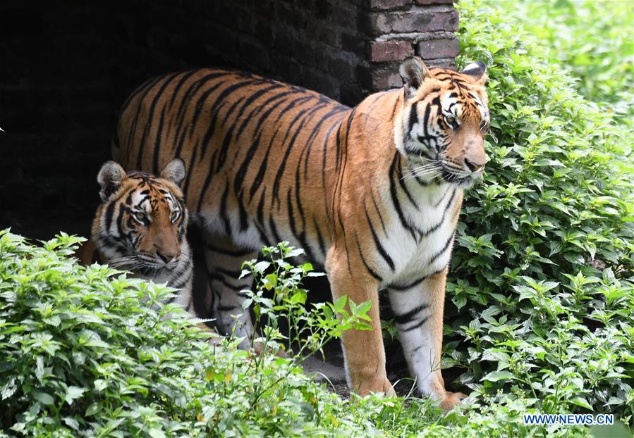 CHINA-FUJIAN-SOUTH CHINA TIGERS-NATURE RESERVE (CN)