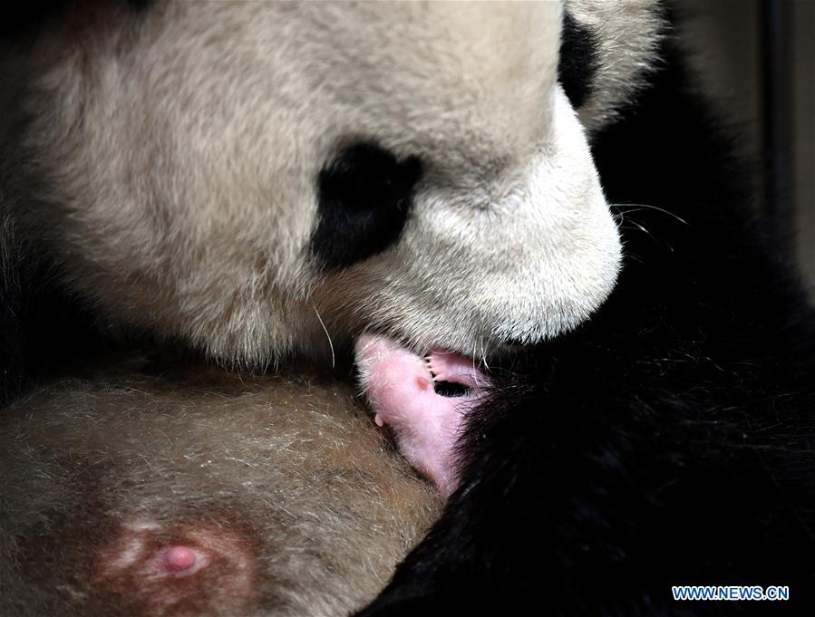Giant Panda Yongyong Gives Birth To Female Cub In Shaanxi Xinhua