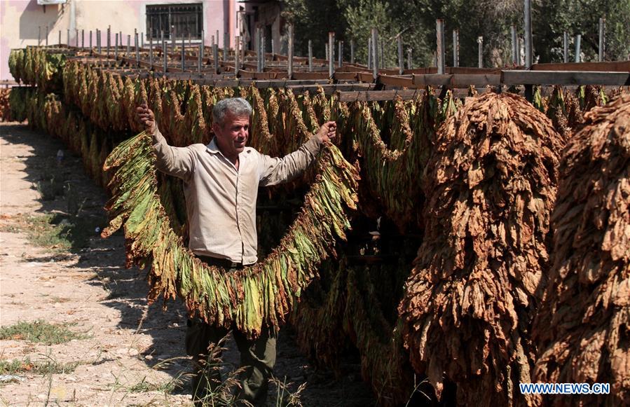 MIDEAST-JENIN-TABACCO