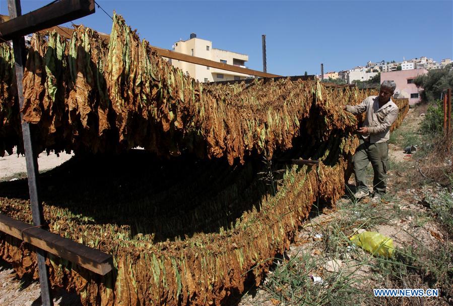 MIDEAST-JENIN-TABACCO