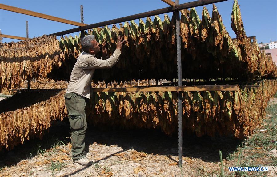 MIDEAST-JENIN-TABACCO