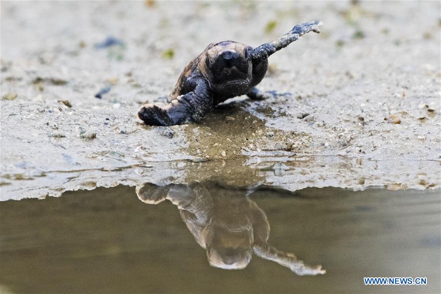 SINGAPORE-NATIONAL PARKS BOARD-TURTLE HATCHERY