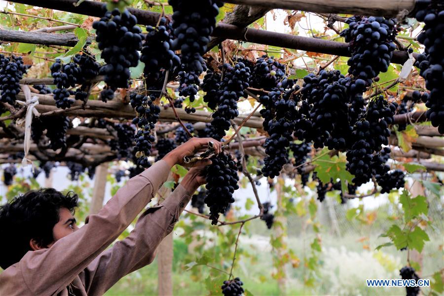 YEMEN-SANAA-GRAPE-HARVEST