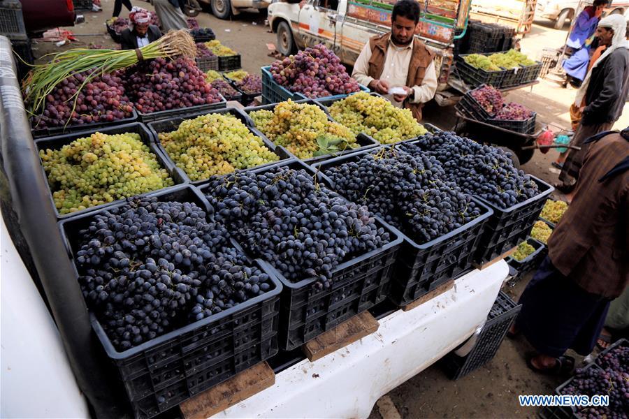 YEMEN-SANAA-GRAPE-HARVEST