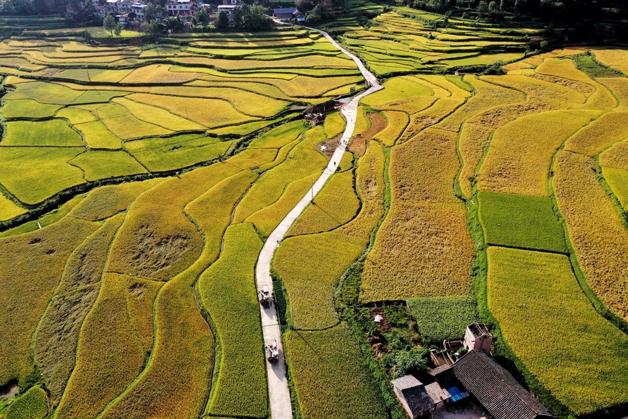 Paddy Fields Enter Harvest Season In Yuqing Sw China S Guizhou Xinhua English News Cn