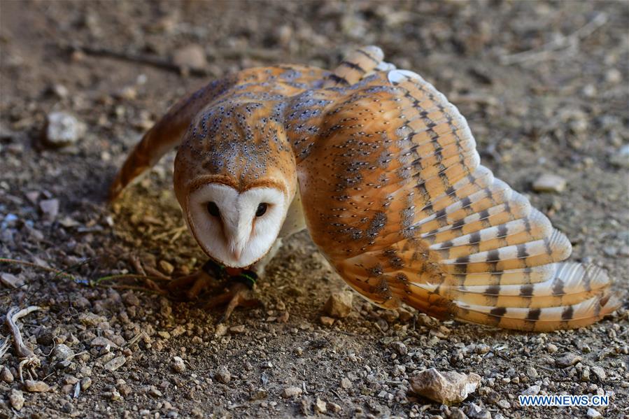 all about barn owls