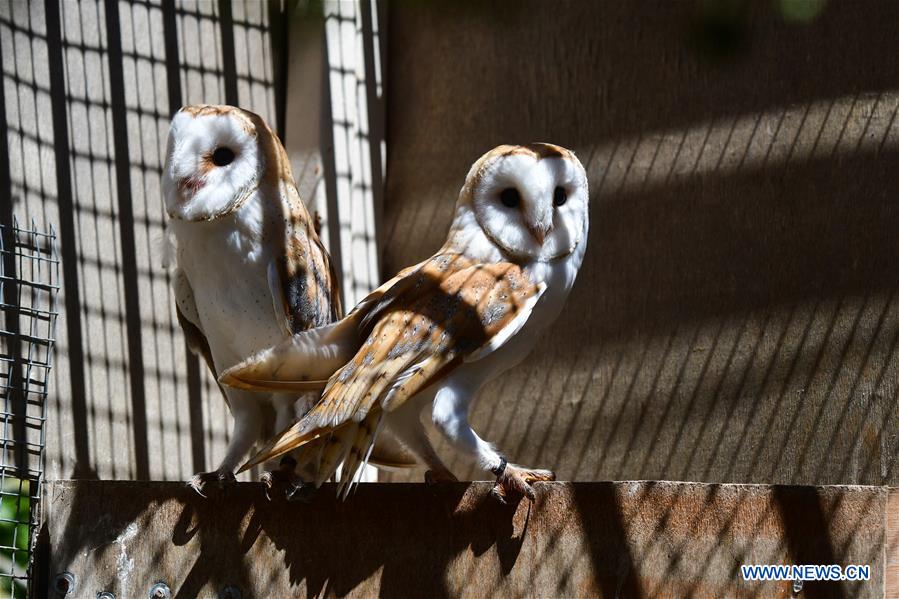 MALTA-VALLETTA-BARN OWLS-RELEASE