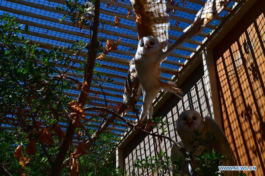 MALTA-VALLETTA-BARN OWLS-RELEASE 