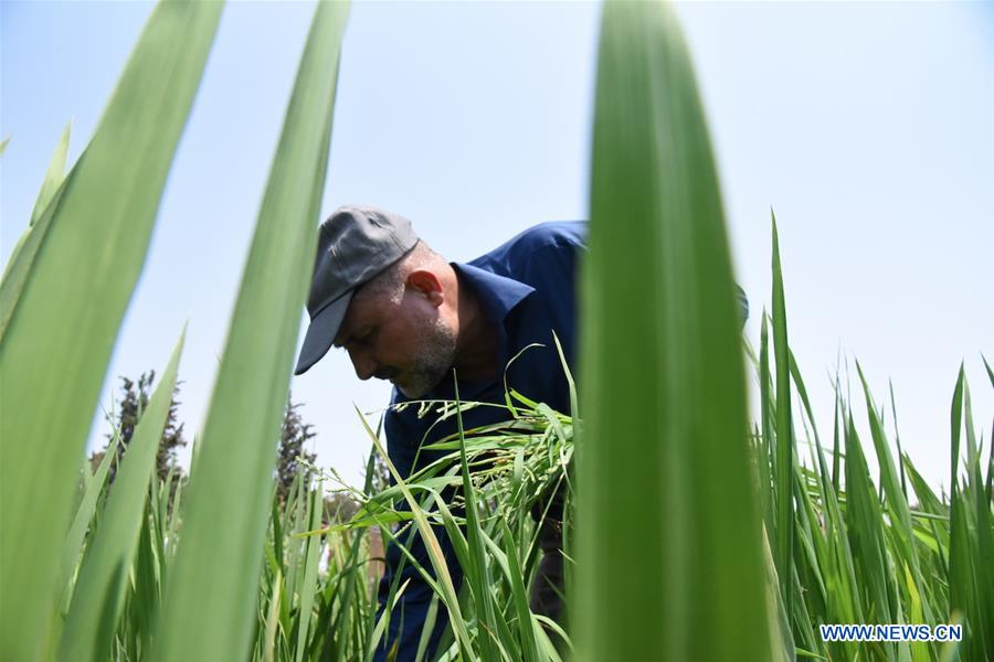 SYRIA-TARTOUS-UPLAND-RICE-CULTIVATION