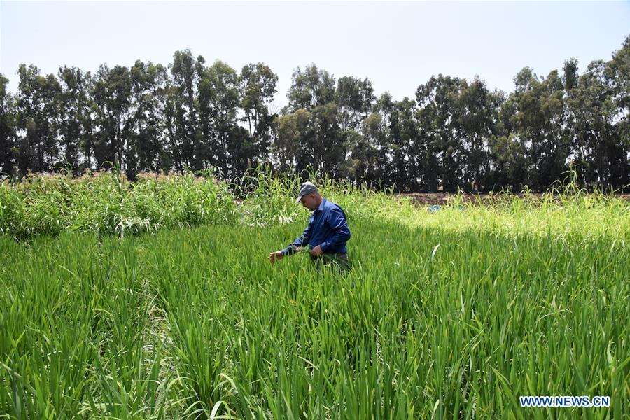 SYRIA-TARTOUS-UPLAND-RICE-CULTIVATION