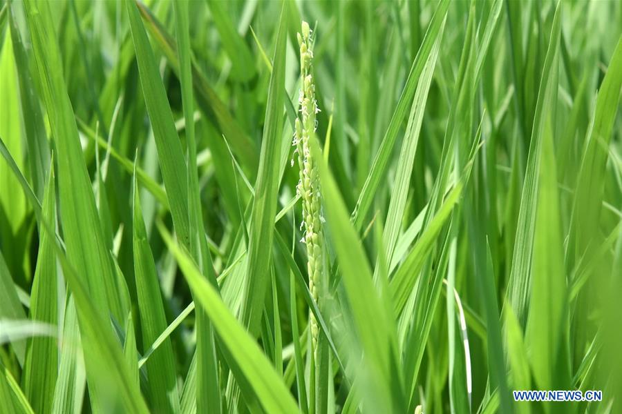 SYRIA-TARTOUS-UPLAND-RICE-CULTIVATION