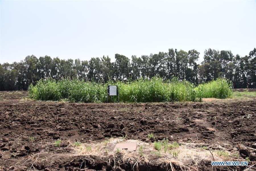 SYRIA-TARTOUS-UPLAND-RICE-CULTIVATION