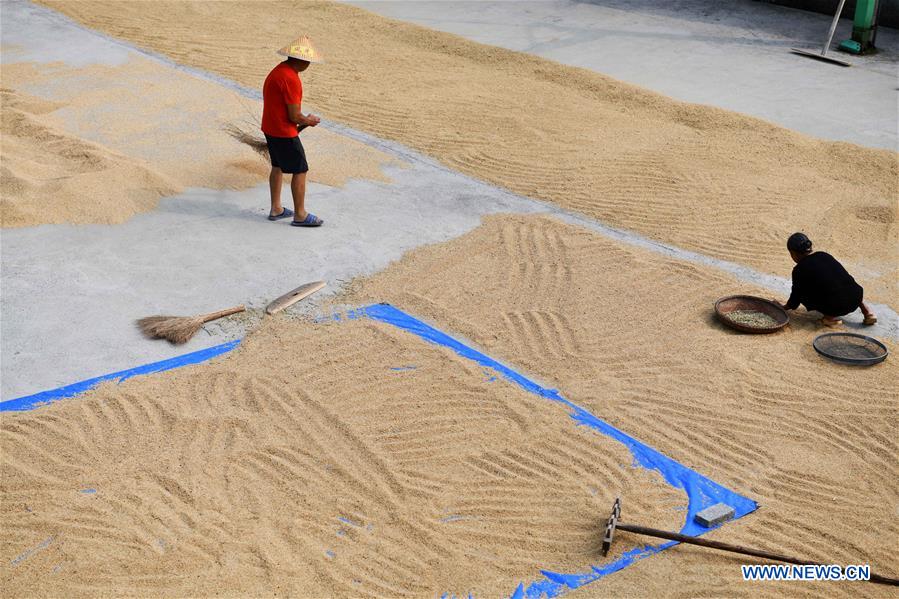 CHINA-GUIZHOU-TIANZHU-RICE-HARVEST (CN)