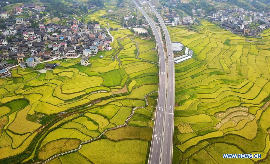 CHINA-GUIZHOU-TIANZHU-RICE-HARVEST (CN)