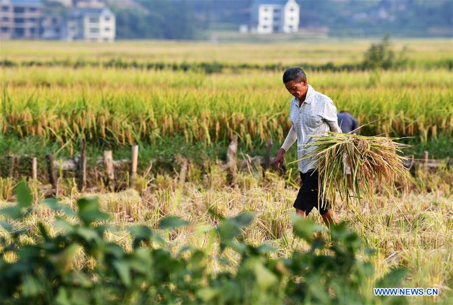 CHINA-GUIZHOU-TIANZHU-RICE-HARVEST (CN)