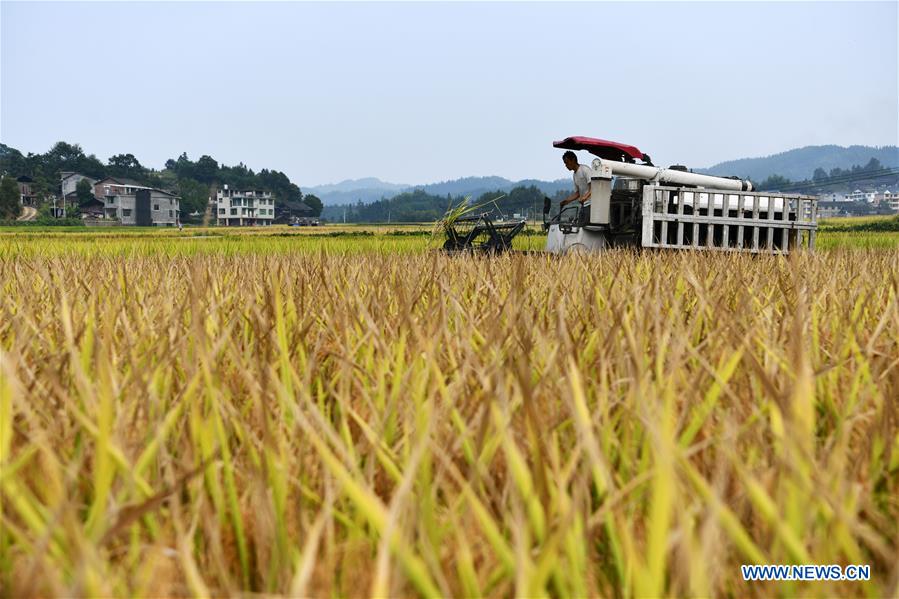 CHINA-GUIZHOU-TIANZHU-RICE-HARVEST (CN)