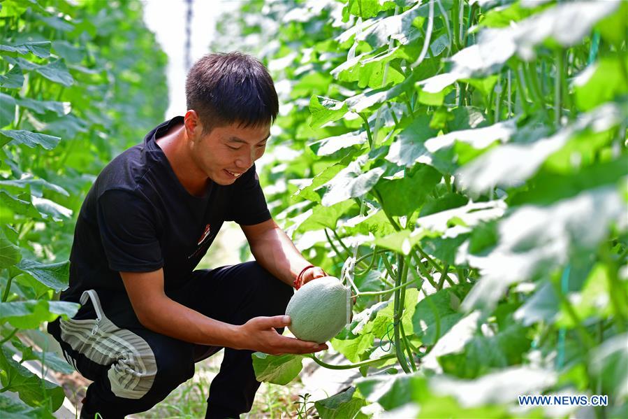 CHINA-HENAN-LANKAO-AGRICULTURE (CN)