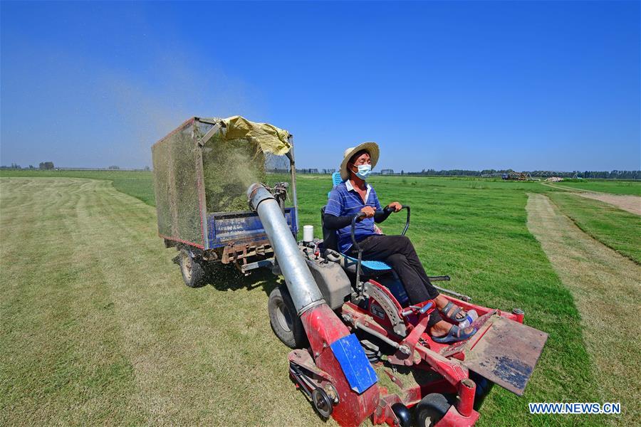 CHINA-HENAN-LANKAO-AGRICULTURE (CN)