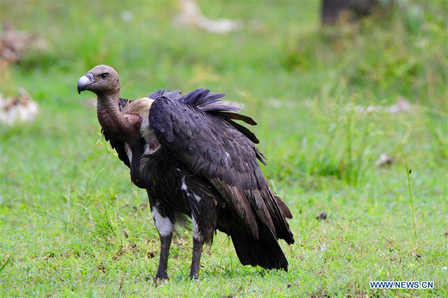 CAMBODIA-ENDANGERED VULTURES