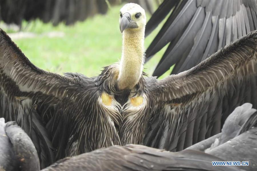 CAMBODIA-ENDANGERED VULTURES