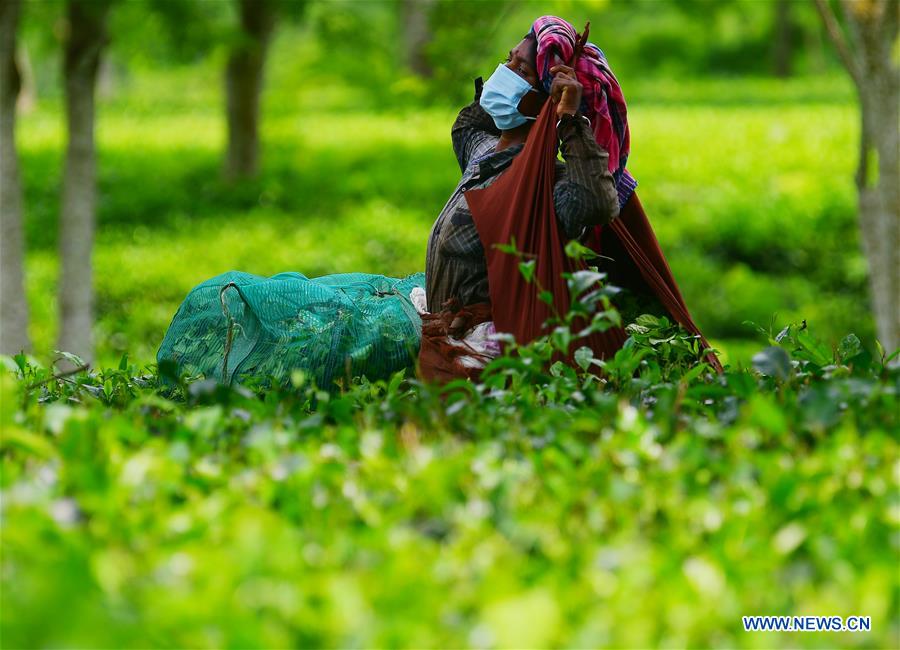 INDIA-AGARTALA-TEA GARDEN WORKERS