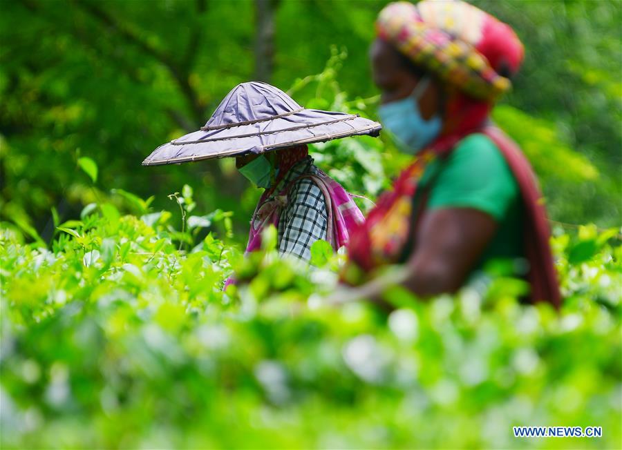 INDIA-AGARTALA-TEA GARDEN WORKERS