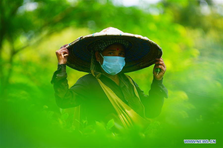 INDIA-AGARTALA-TEA GARDEN WORKERS