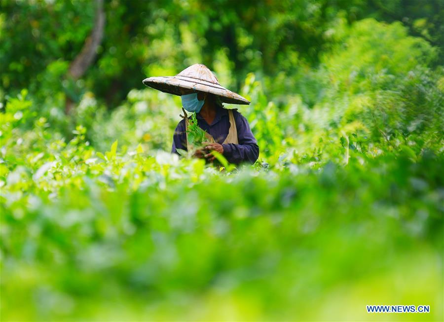 INDIA-AGARTALA-TEA GARDEN WORKERS