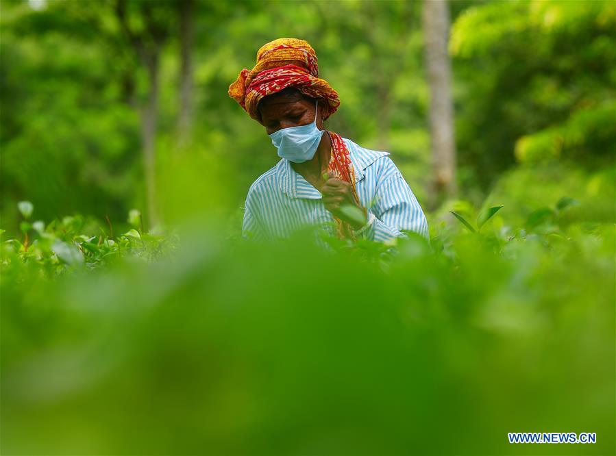 INDIA-AGARTALA-TEA GARDEN WORKERS