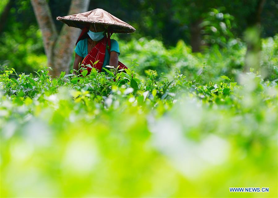 INDIA-AGARTALA-TEA GARDEN WORKERS